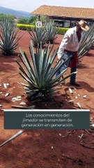 Así se jiman los agaves en Jalisco