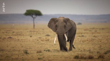 L'odyssée des animaux - Le voyage de l'éléphant d'Afrique