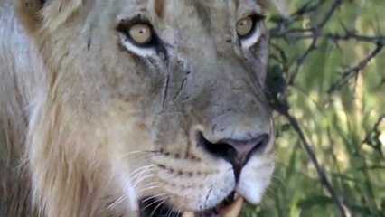 The Mother Buffalo Successfully Defended Her Cub From The Lions Cruel Attack