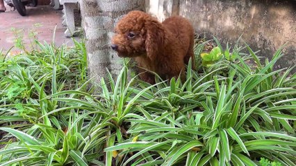 Monkey Bin Bin Baby no-restroom Poodle eats socola goes to the toilet