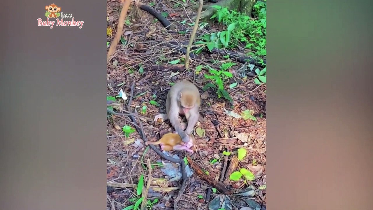 Two Mother Monkeys Fighting To Raise Baby Monkeys
