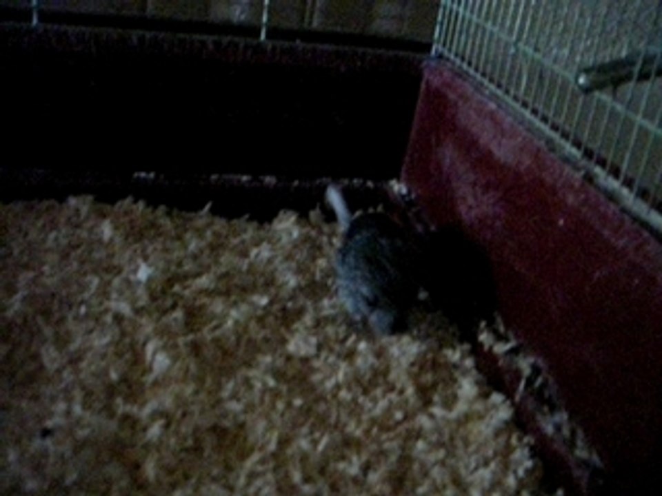 Bébé chinchillas 2