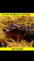 3 Cute animals facts