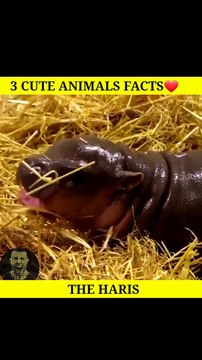 3 Cute animals facts