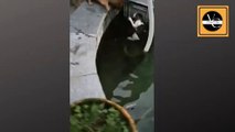 Dog saved the drowning Cat