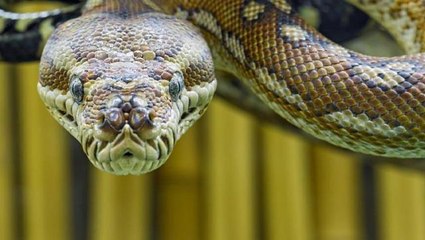 Yılan saldırısında hayatını kaybeden adamın son sözleri duygulandırdı