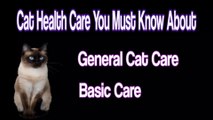 Cat Health Care 2 All important information. Basic information. General information You Must Know