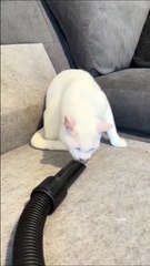 Ce chat détestera l'aspirateur pour le restant de ses jours