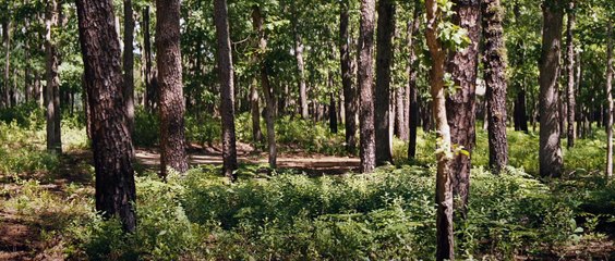 Knock at the Cabin - la bande-annonce du nouveau film de Night M. Shyamalan