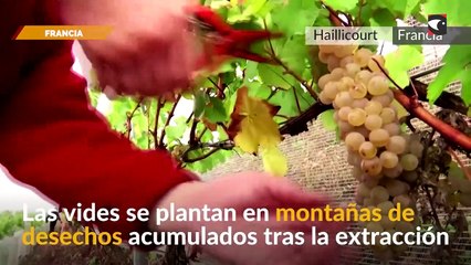 Mirá la innovadora manera de producir vino con minería de carbón