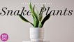 Everything You Need to Know About Snake Plants | Plant Encyclopedia | Better Homes & Gardens