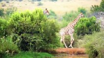 Funny Animal videos of elephant , cat , dog, monkey, rat, alligator,zebra,giraffe,rhino,lion,tiger,s