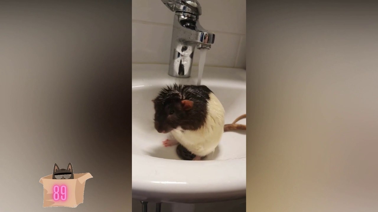 Amazing Funny Animals Will Make you Entertain # 02 AnimalsEntertainment89