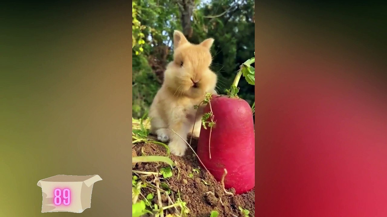 Amazing Funny Animals Will Make you Entertain # 03 Animals Entertainment 89