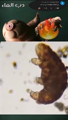 حيوان لا يرى بالعين المجردة ، يتحدى أسد __ دون مبالغة .. المقطع الثاني