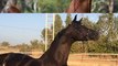أقوى الخيول وأجملها دون نقاش الخيل العربي الأصيل