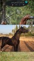 أقوى الخيول وأجملها دون نقاش الخيل العربي الأصيل