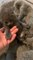 Girl Rescues Pet Kitten From Drainage Pipe in Basement