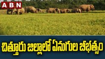 చిత్తూరు జిల్లాలో ఏనుగుల బీభత్సం || Elephants Hulchul In Chittoor District || ABN Telugu