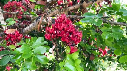 From Desert to Food Forest - A Transformation through Soil Regeneration!