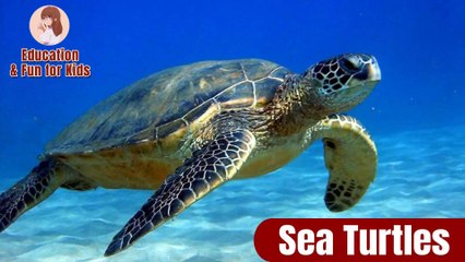 Sea Turtles fact for Children | Learns About Animals! I Education & Fun for Kids