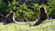 Best monkey moments | monkeys | monkey eat apple| daily monkey