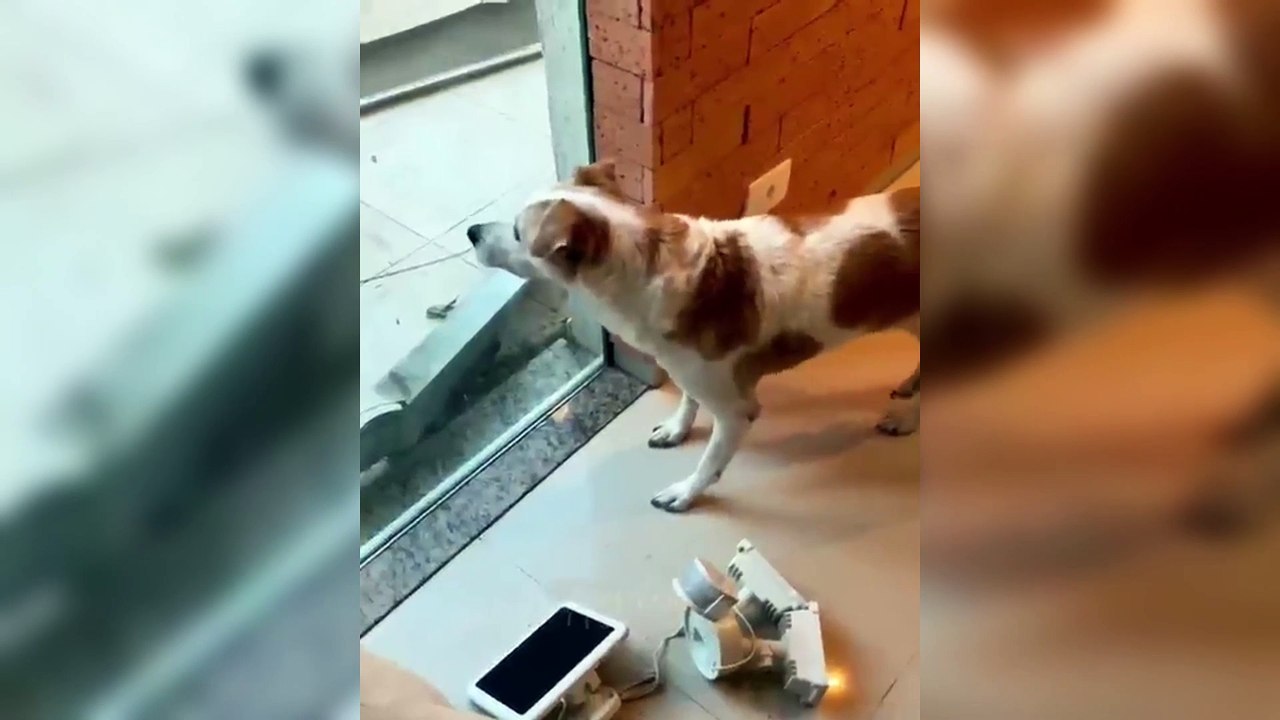 Funny Animal Videos 2022  - Funniest Cats And Dogs Video 