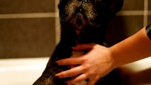 Funny Dog Expression-Taking Bath