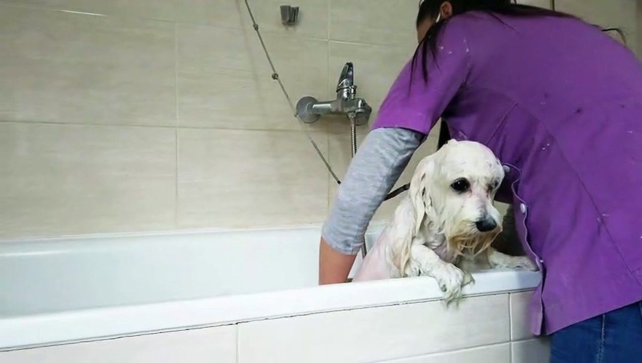How to give bath to your petDOG video Dailymotion