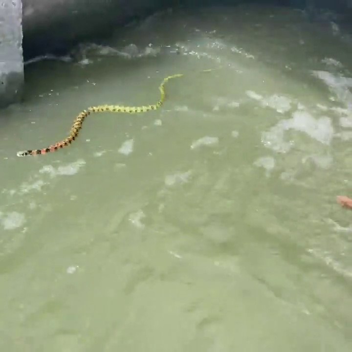 Two snakes in water 
