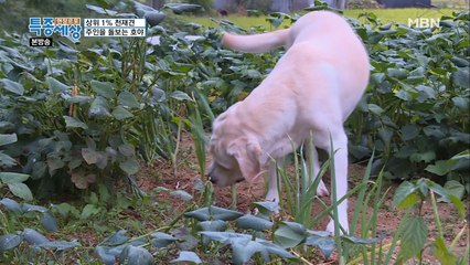 대파 좀 뽑을 줄 아는 犬, 호야?!