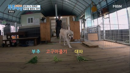 신통방통! 야채를 구분할 줄 아는 호야?!