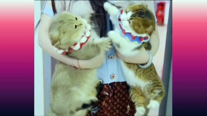 Cat &Dog's Funniest Compilation/Try not to laugh Impossible