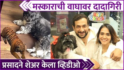 Prasad Oak Shares Funny Video Of His Dog | मस्काराची वाघावर दादागिरी प्रसादने शेअर केला व्हिडीओ
