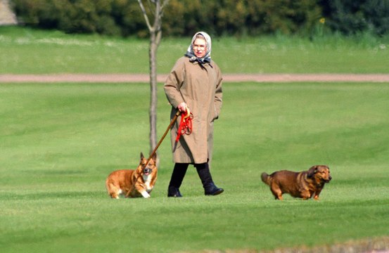 Tras la muerte de la reina Isabel, el precio de los perros corgis rompe récords