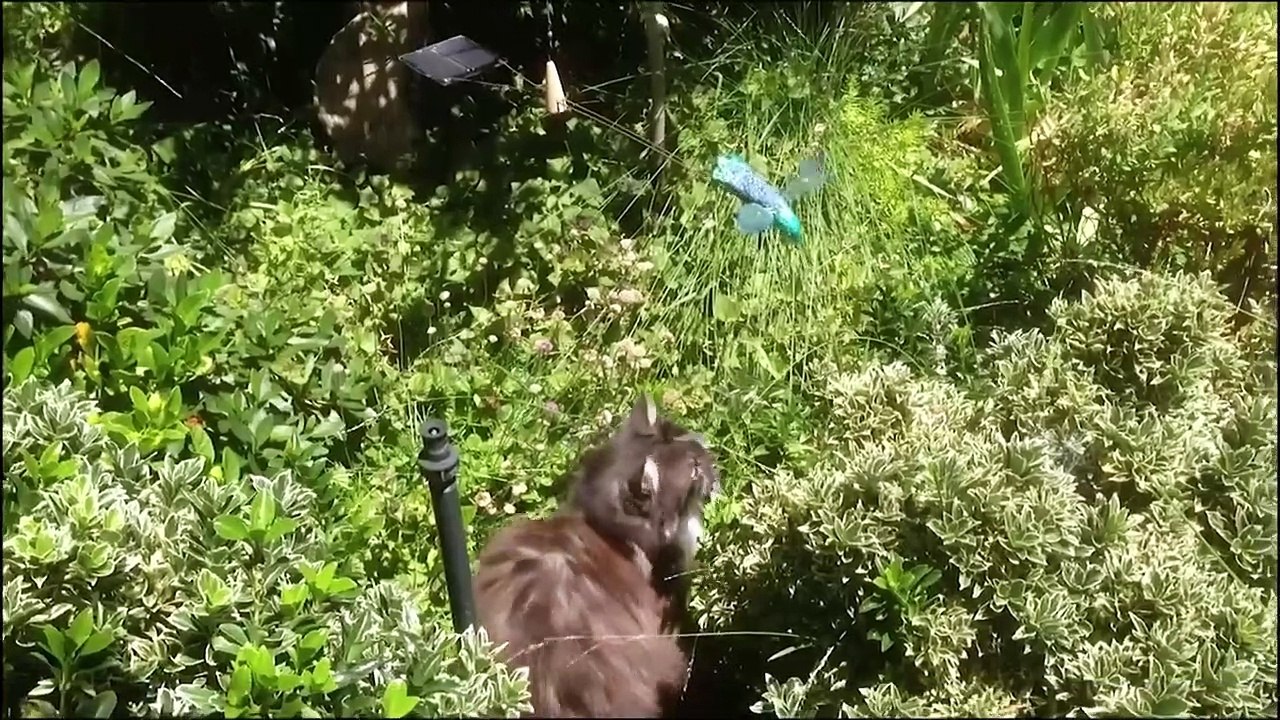 Most Funny Animal Videos 2022 - Funniest Cats And Dogs Video