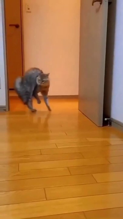 Cute funny crazy cat