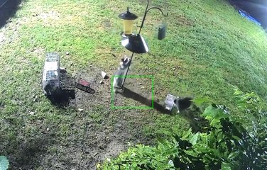 Raccoons Dance on the Bird Feeder