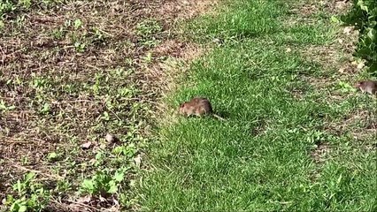 Footage of rats in Bexhill, East Sussex, on September 27 2022