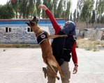 Erzurum haber... Narkotik köpeği Eris, Erzurum'da uyuşturucuya geçit vermiyor
