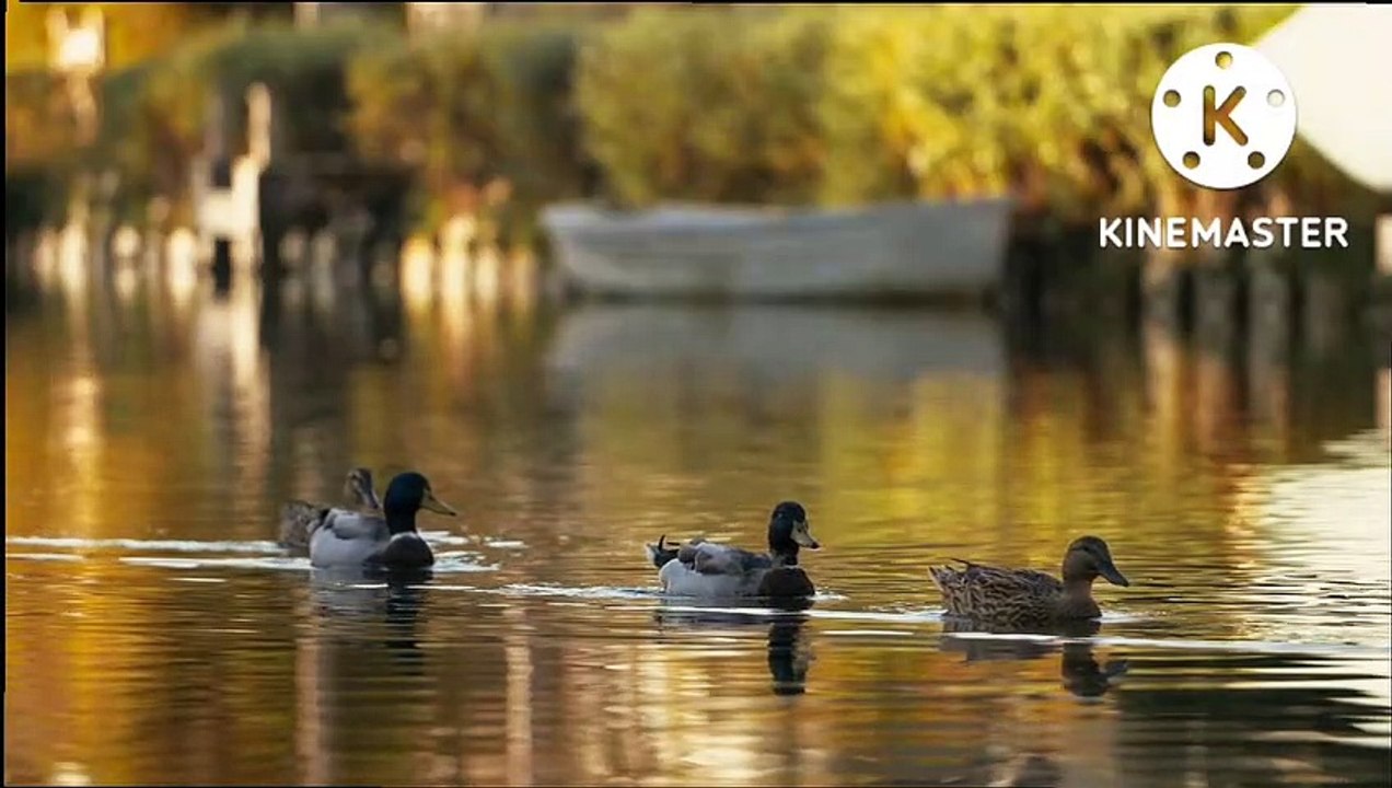 10 most beautiful animals in USA,Full documentary of animals  video  live  #animals #animalsvideo