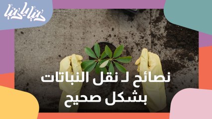 كيف تقوم بعملية نقل النبات دون أن تؤذيه؟