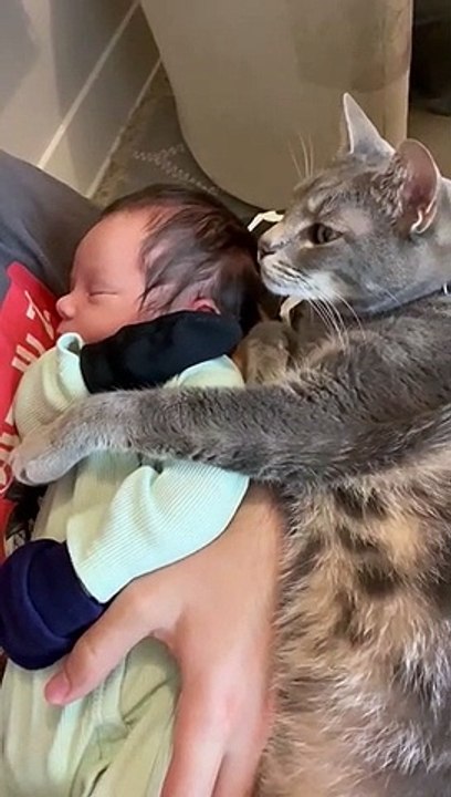 Cat Cuddles Cute Kid