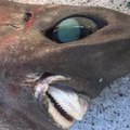 Quel est donc ce mystérieux requin pêché dans les profondeurs de l'Australie ? - carré