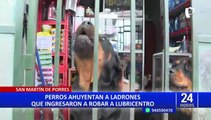 SMP: perros ahuyentan a ladrones y evitan robo en el negocio de sus dueños