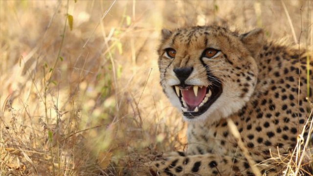Niederlande: Deutscher Schüler von Gepard gebissen