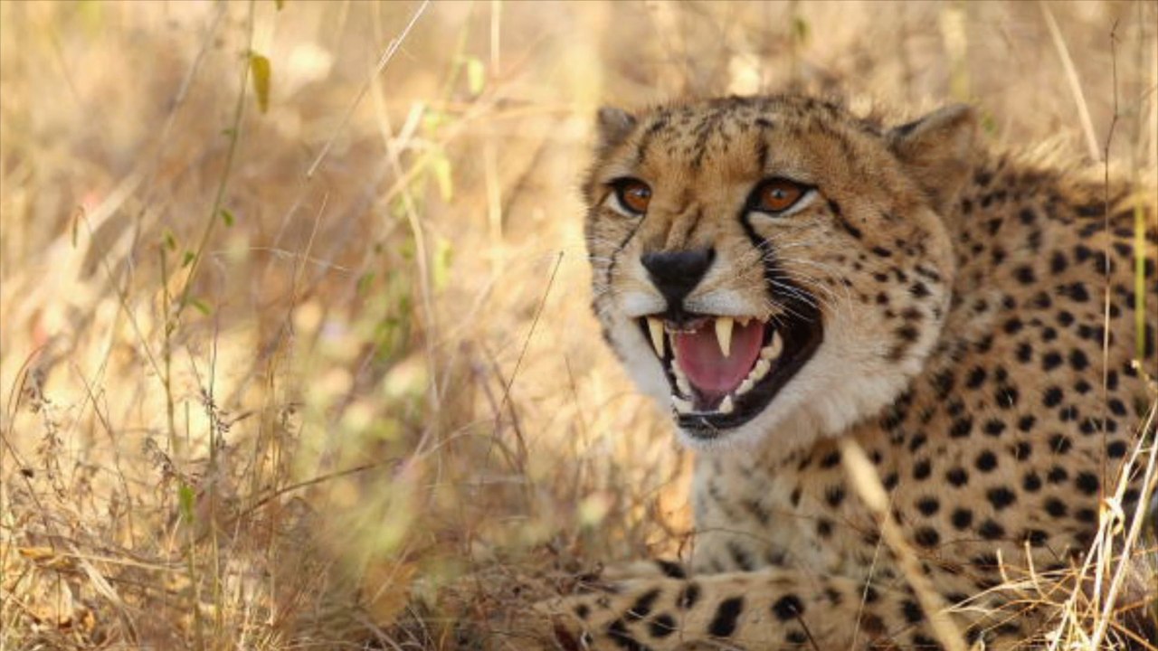 Niederlande: Deutscher Schüler von Gepard gebissen