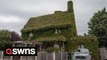 Retired couple may have accidentally found the ultimate example of green energy - by covering their house in a climbing plant