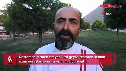 Restoran şefinin geyikle muhabbeti güldürdü