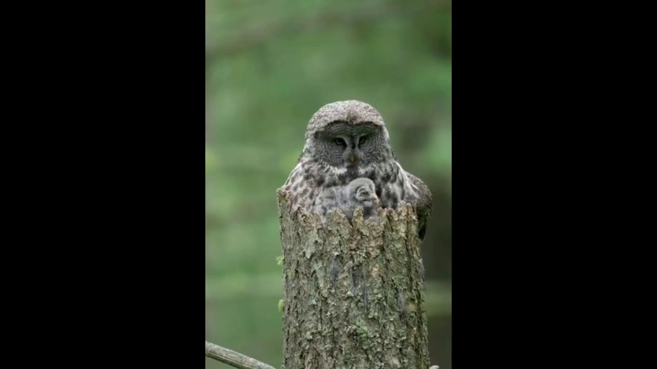 the owl 